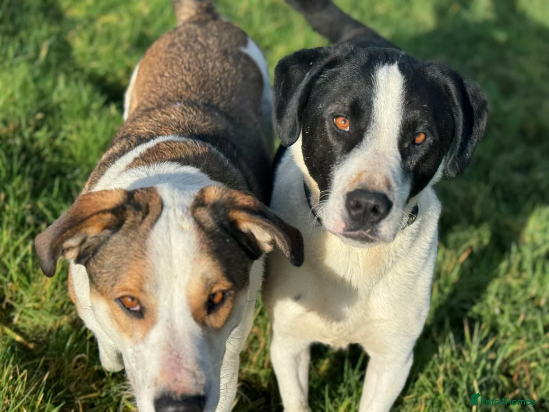 Mixed Breed dogs for adoption: Maya & Luca still waiting for you to see them 💔 - Advert 2