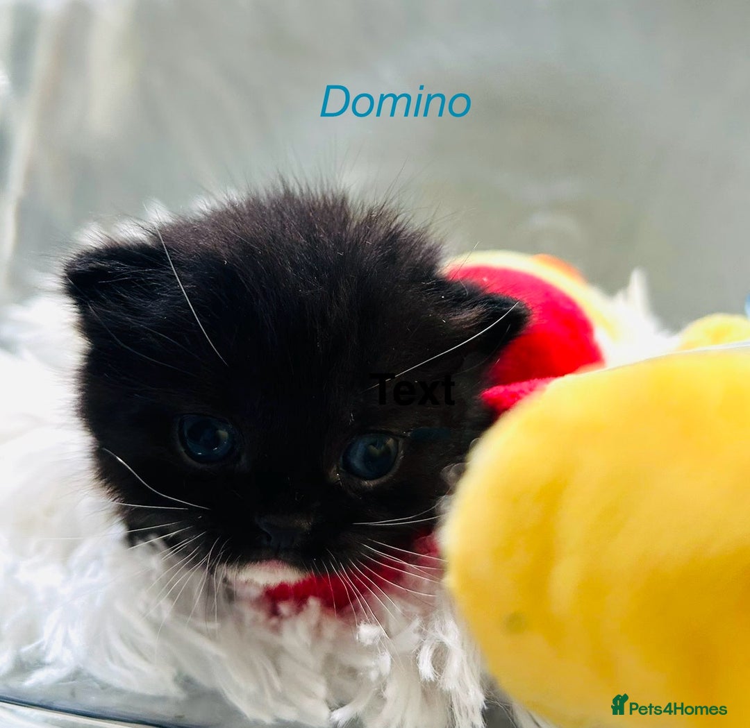 Himalayan cats for sale: Rare Himalayan mix kittens - Image 3