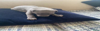 Whippet 3