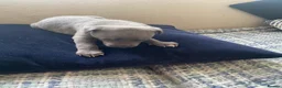 Whippet dogs for sale: Whippet puppys for sale - Advert 15