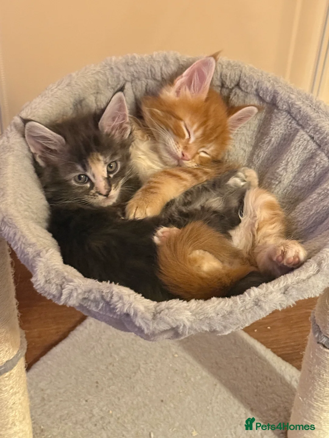 Maine Coon cats for sale: Fully registered Maine Coon kittens  - Advert 19