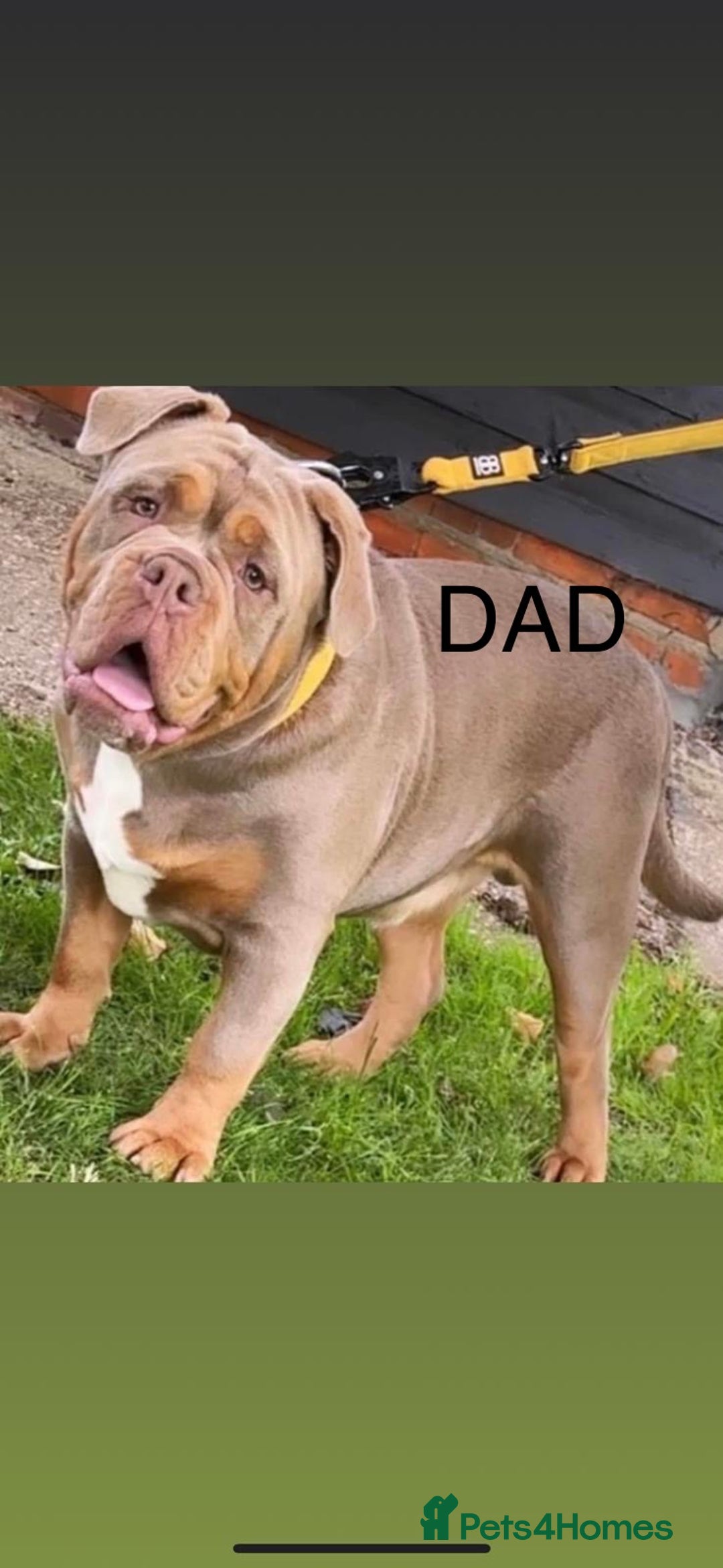 Old Tyme Bulldog dogs for sale: **Chunky NEBBER OLD TYME BULLDOG** - Image 9