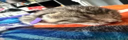 Mixed Breed cats for sale: Beautiful kittens and Mummy - Advert 2