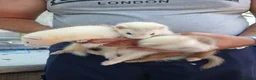 Ferret rodents for sale: Hobs and Jill's Ferrets in Southampton - Advert 4