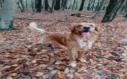 Golden Retriever dogs for stud: Golden Retriver Red/Dark Stud Dog - Image 1