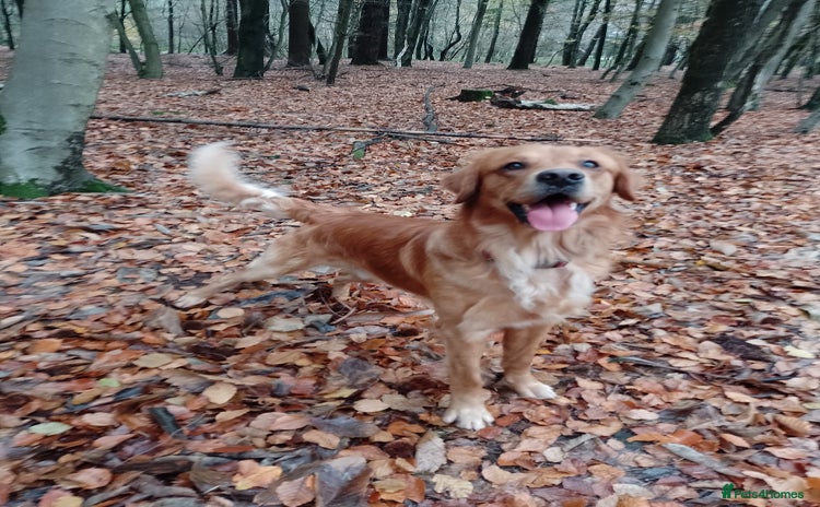 Golden Retriever dogs - Advert 1