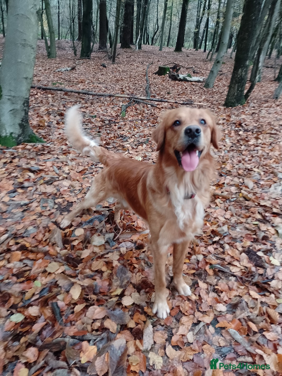 Golden Retriever dogs for stud: Golden Retriver Red/Dark Stud Dog - Image 1