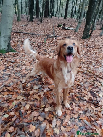 Golden Retriever dogs Golden Retriver Red/Dark Stud Dog - Advert 1