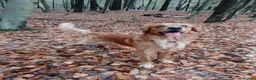 Golden Retriever dogs for stud: Golden Retriver Red/Dark Stud Dog in Southampton - Advert 1