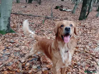 Golden Retriever dogs Golden Retriver Red/Dark Stud Dog - Advert 1