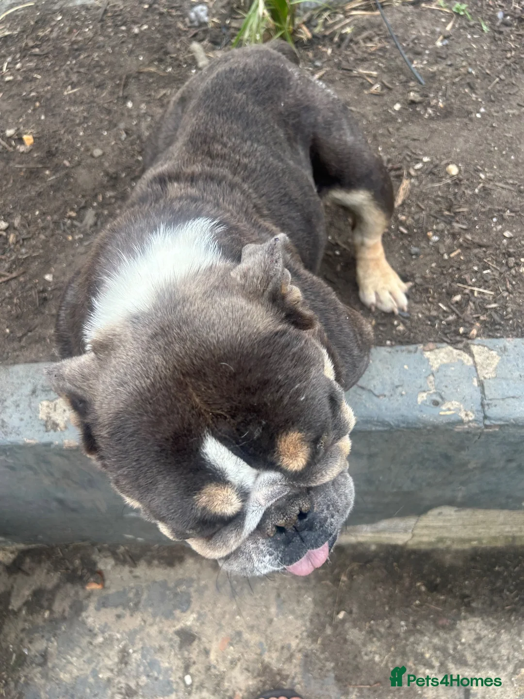 English Bulldog dogs for sale: Two female English Bulldog - Advert 2