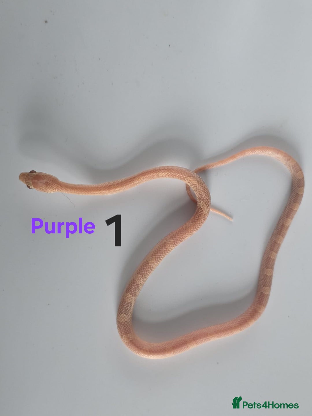 Corn Snake reptiles for sale: Baby Cornsnakes  - Advert 20