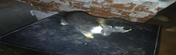 Mixed Breed rabbits for sale: Bunny in Leeds - Advert 3
