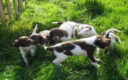 English Springer Spaniel dogs for sale: Gorgeous English Springer Spaniel Puppies - Image 7