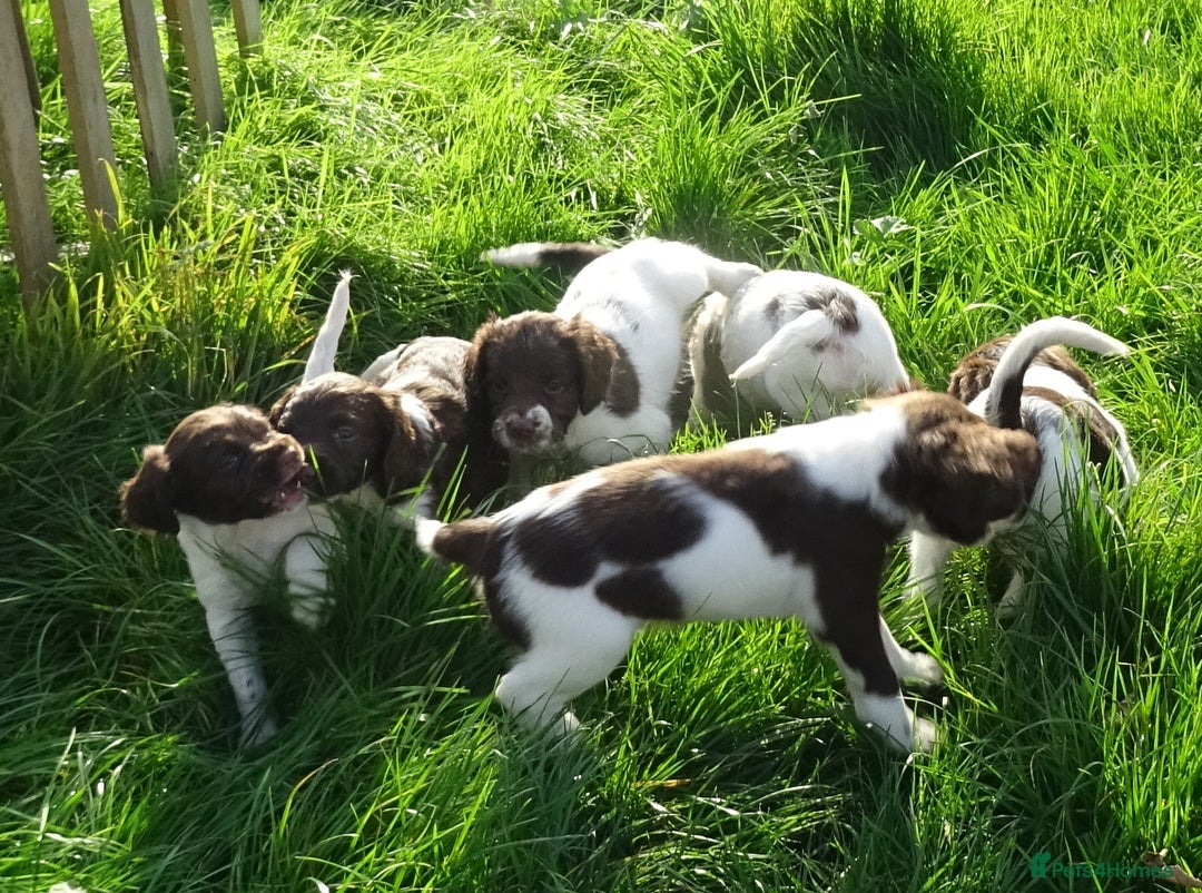 English Springer Spaniel dogs for sale: Gorgeous English Springer Spaniel Puppies - Image 7