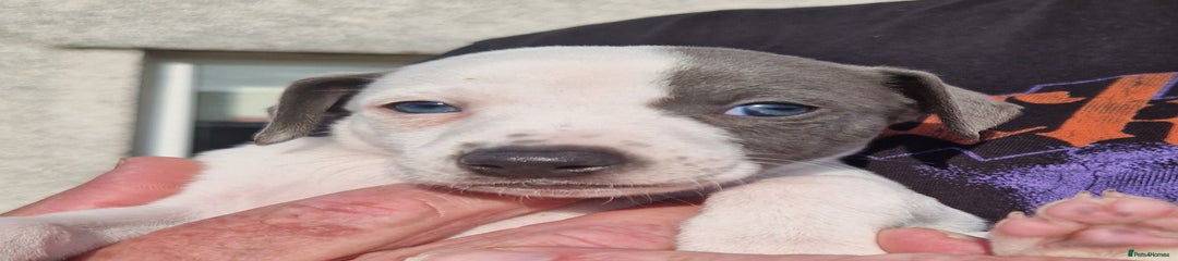 Whippet Puppy 2