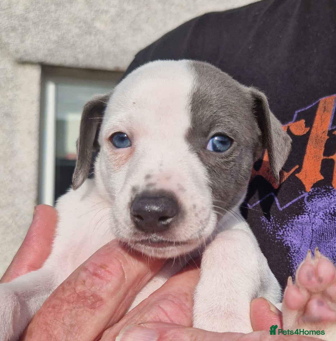 Whippet dogs for sale: Whippet puppies for sale - Image 4