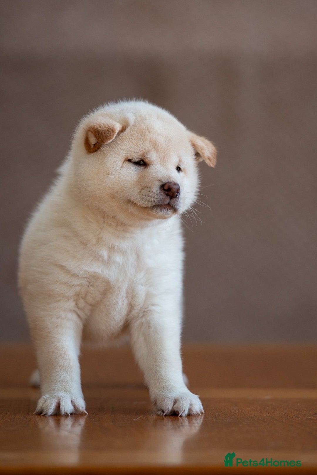 Japanese Shiba Inu dogs for sale: Shiba Inu Puppies – Top European Bloodlines UK KC - Advert 12