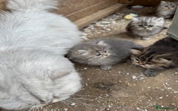 Persian cats for sale: Stunning chinchilla Persian kittens - Image 8