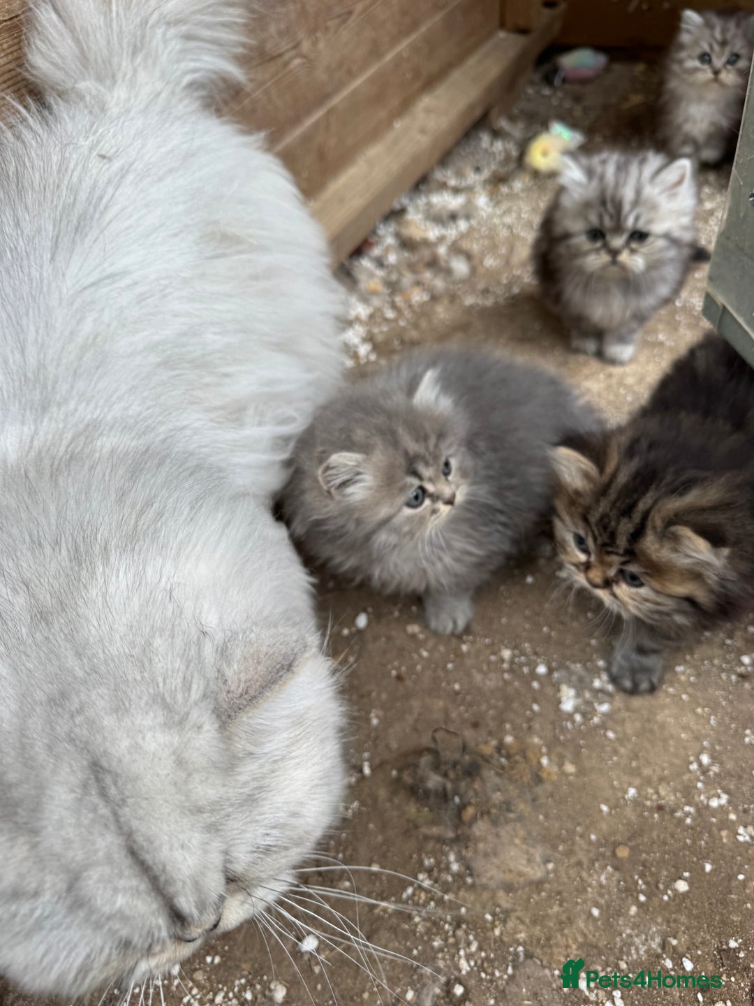 Persian cats for sale: Stunning chinchilla Persian kittens - Image 8