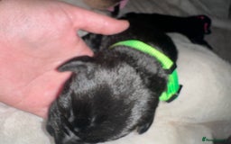 Mixed Breed dogs for sale: Labrador cross Dalmatian puppies - Advert 3