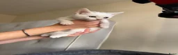 Mixed Breed cats for sale: Kittens  - Advert 9