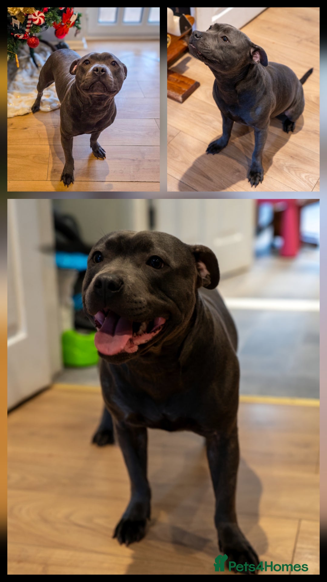 Staffordshire Bull Terrier dogs for sale: ***Outstanding Quality Blue Staff Puppies Due*** - Advert 3