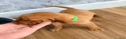 Hungarian Vizsla dogs for sale: Short haired Hungarian Viszla - Advert 32