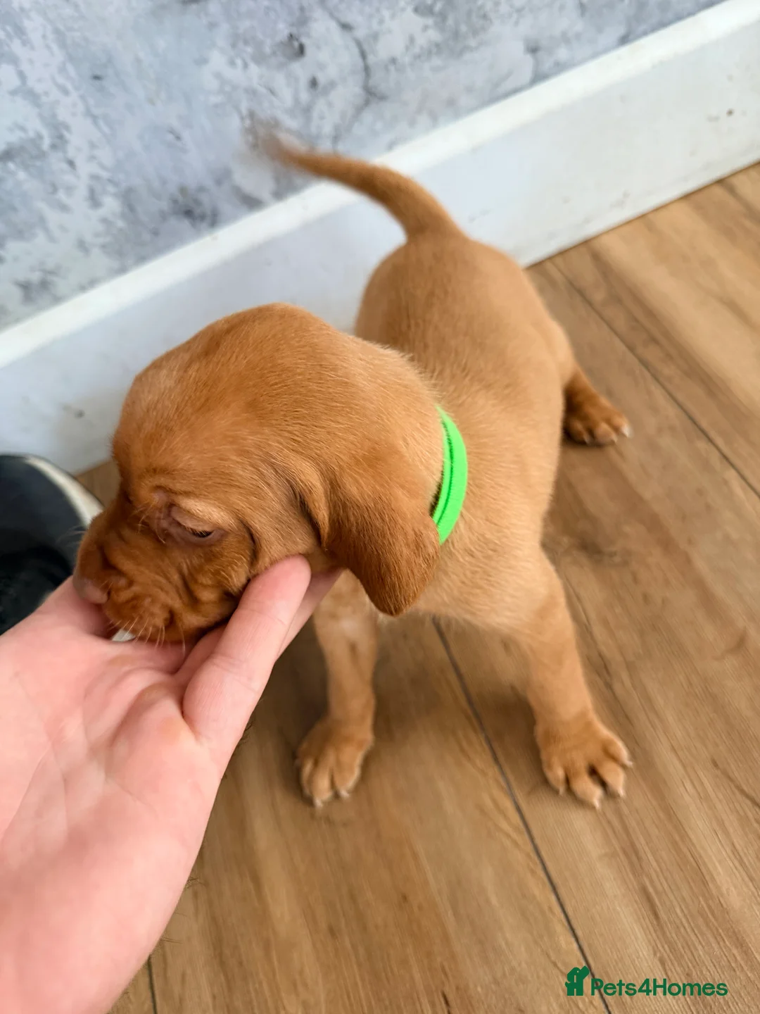 Hungarian Vizsla dogs for sale: Short haired Hungarian Viszla - Advert 32