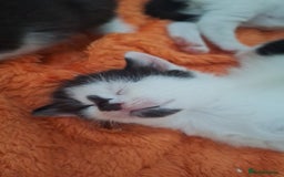 Domestic Shorthair cats for sale: Male kittens for sale  - Image 12