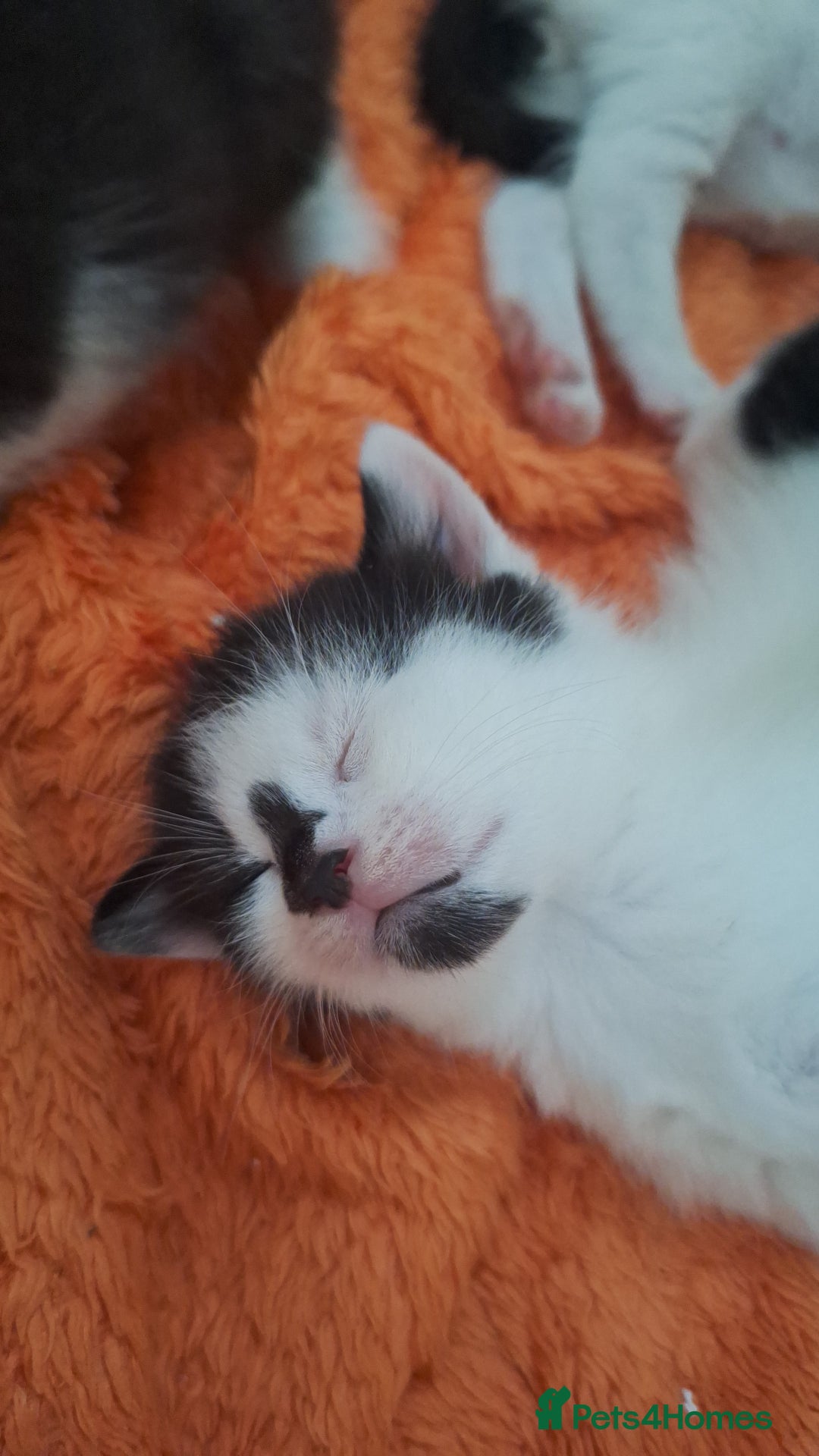 Domestic Shorthair cats for sale: Male kittens for sale  - Image 12
