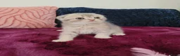 Scottish Fold cats for sale: Adorable Blue Golden Male Scottish Fold Kitten - Advert 3