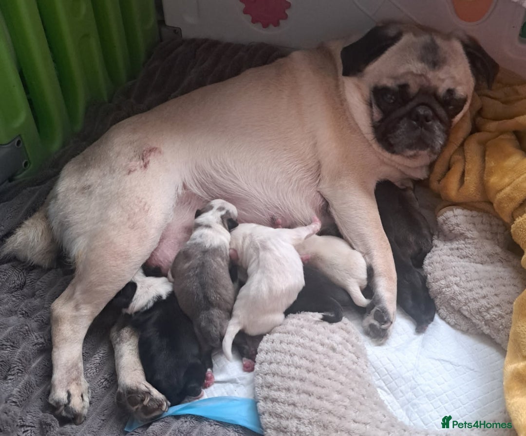Pug dogs for stud: kc panda pug for stud in Blackpool - Image 10
