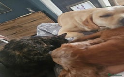 Mixed Breed cats for sale: 3year old tortoiseshell female needs loving home - Image 2