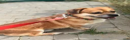 Mixed Breed dogs for adoption: 💙MAXIMILIAN💙: LOVES PEOPLE MORE THAN ANYTHING in Oxford - Advert 24