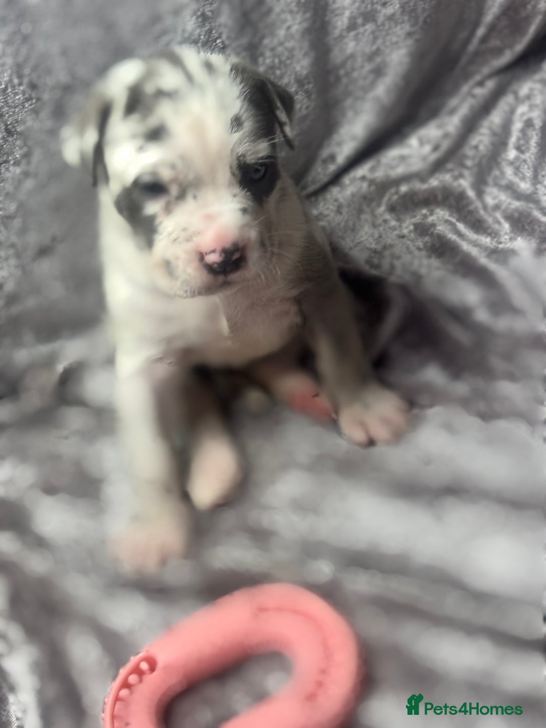 Neapolitan Mastiff dogs for sale: 💙 Neapolitan Mastiff Puppies champion bloodline💙 - Advert 23