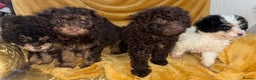 Cavapoo dogs for sale: Ready now Cavapoo puppies for sale  - Advert 5