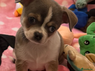 Chihuahua dogs - Advert 29