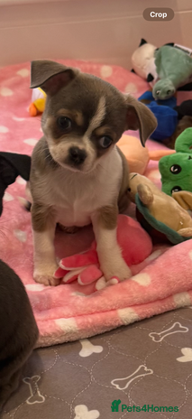 Chihuahua dogs - Advert 2