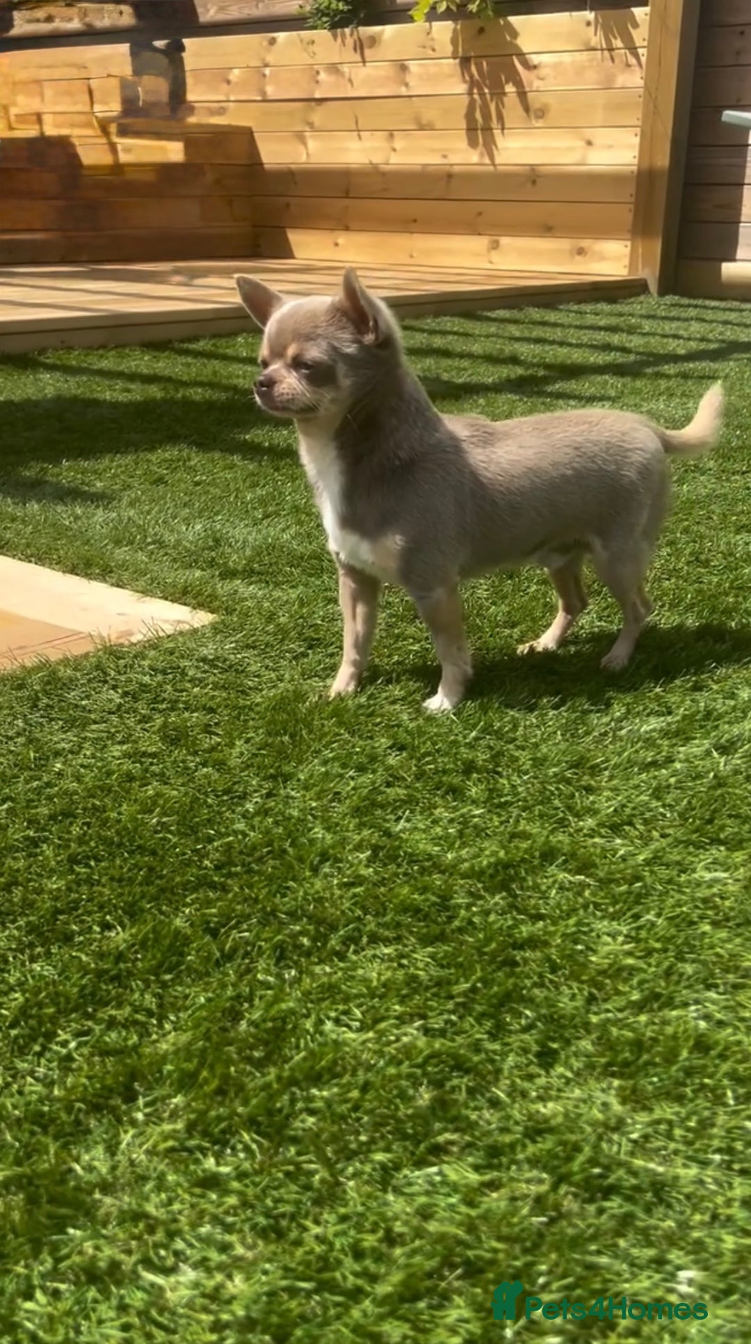 Chihuahua dogs for sale: Chihuahua puppies available on  ** s  - Advert 28