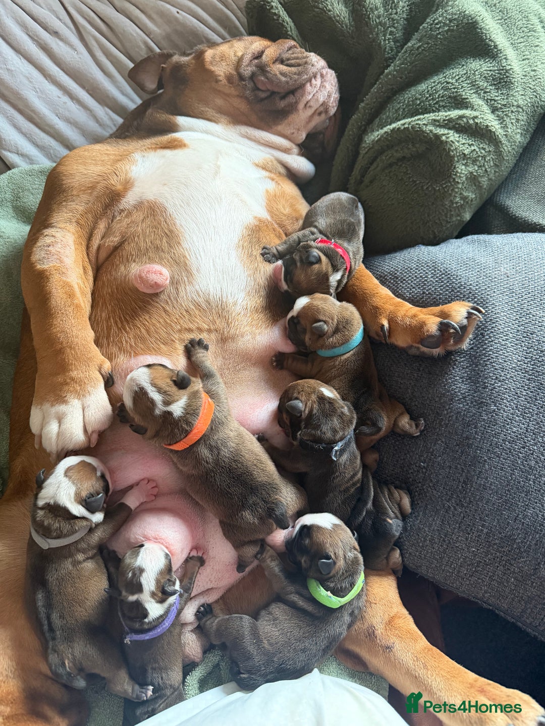 English Bulldog dogs for sale: 🌸❤️ TOP BLOOD LINE ENGLISH BULLDOGS RED AND WHITE - Advert 6