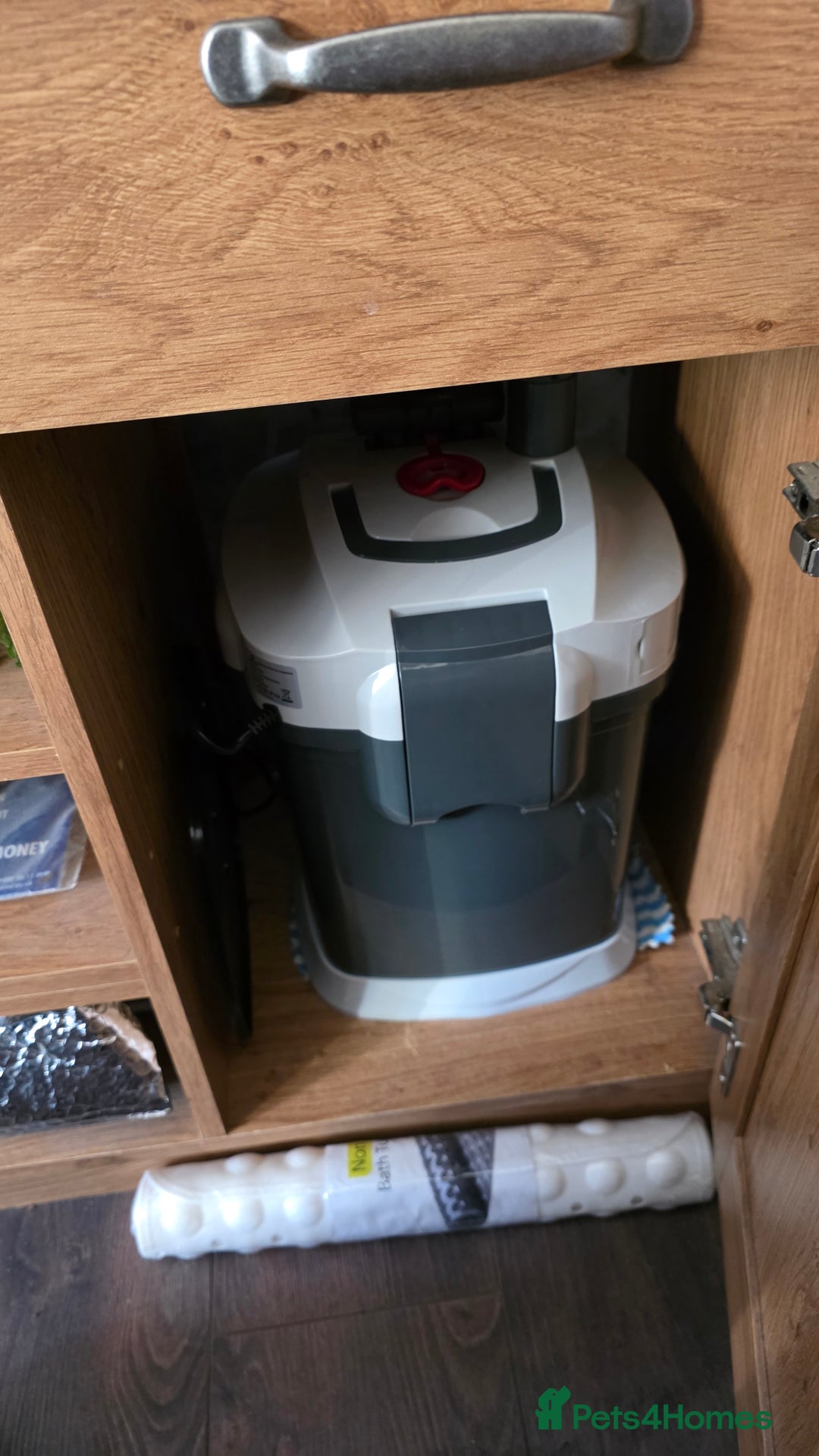 Koi Carp fish for sale: Fish tank and fish - Advert 4