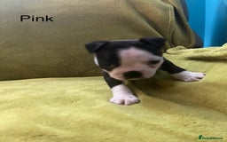 Boston Terrier dogs for sale: Boston terriers for sale - Image 9