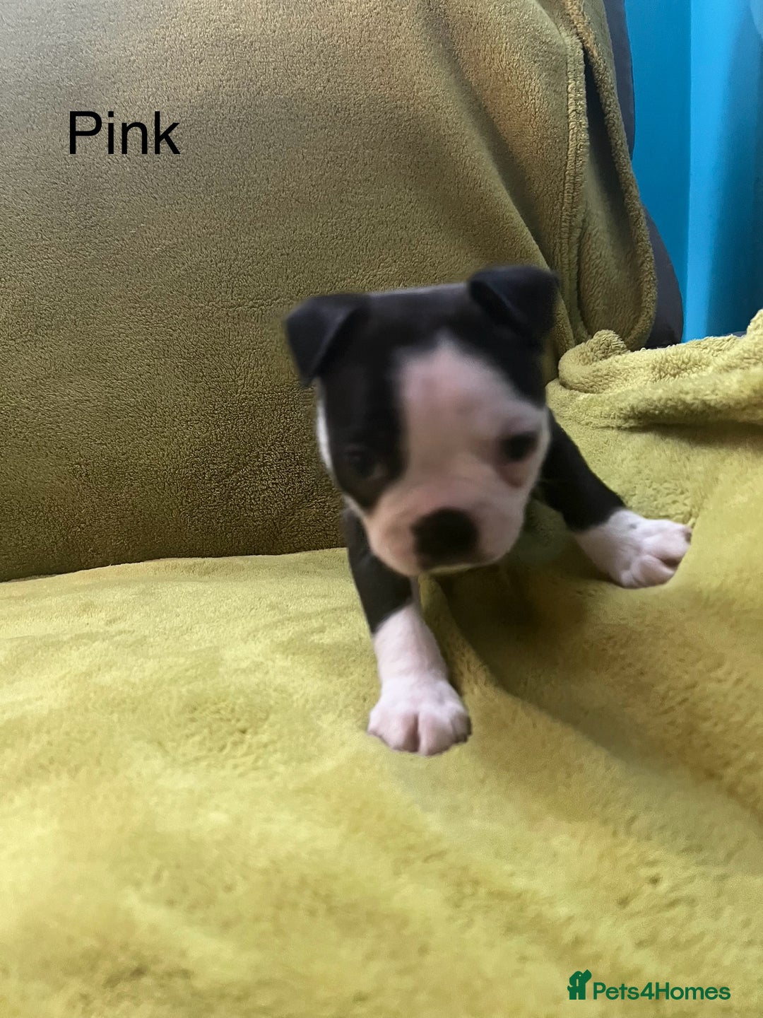 Boston Terrier dogs for sale: Boston terriers for sale - Image 9