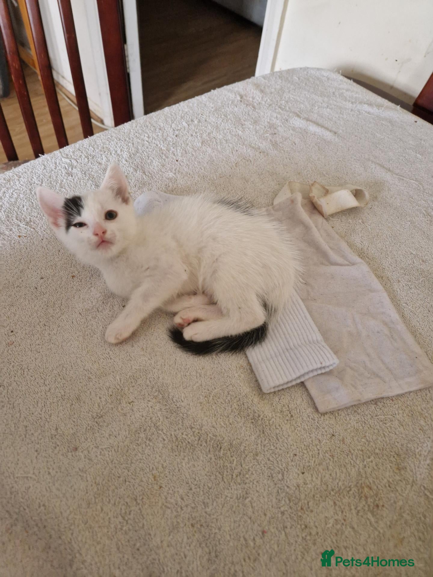 Mixed Breed cats Adorable kittens for sale  - Advert 23