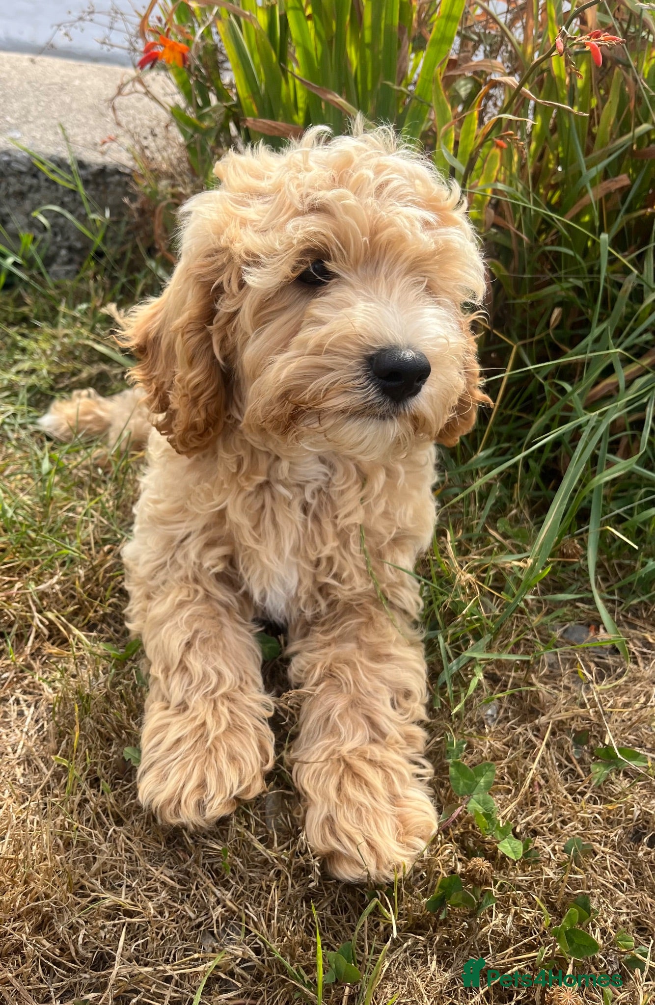 Cavapoochon dogs Cavapoochon puppies  - Advert 1
