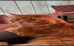 Maine Coon cats for sale: Ginger Maine coon boy - Image 9