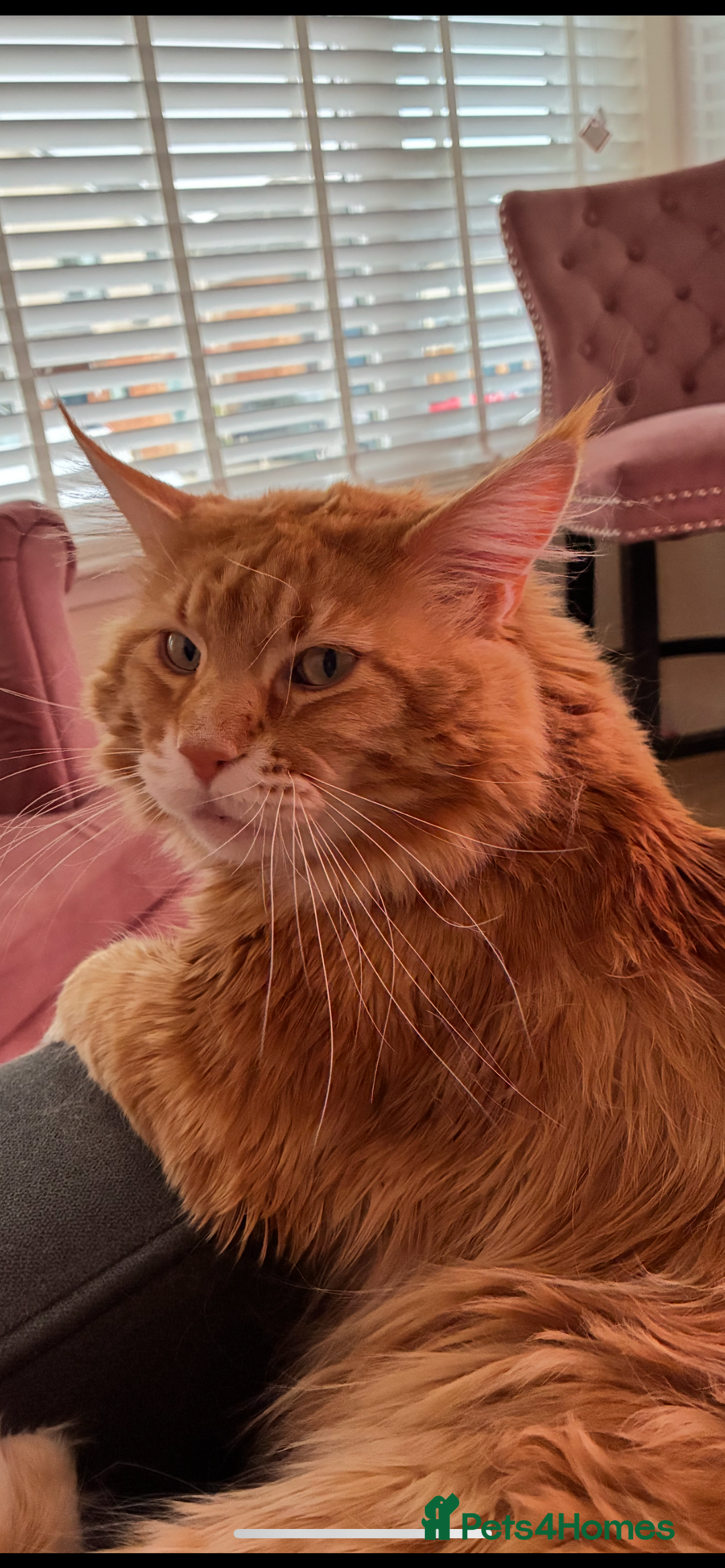 Maine Coon cats for sale: Ginger Maine coon boy - Image 9