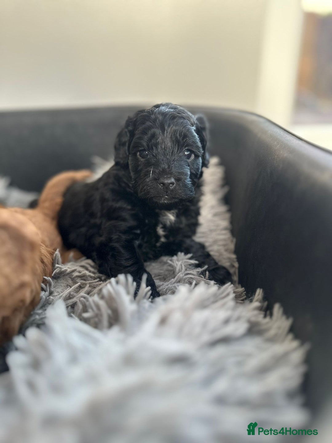 Cockapoo dogs for sale: Stunning f1b cockapoo's for sale  - Advert 12