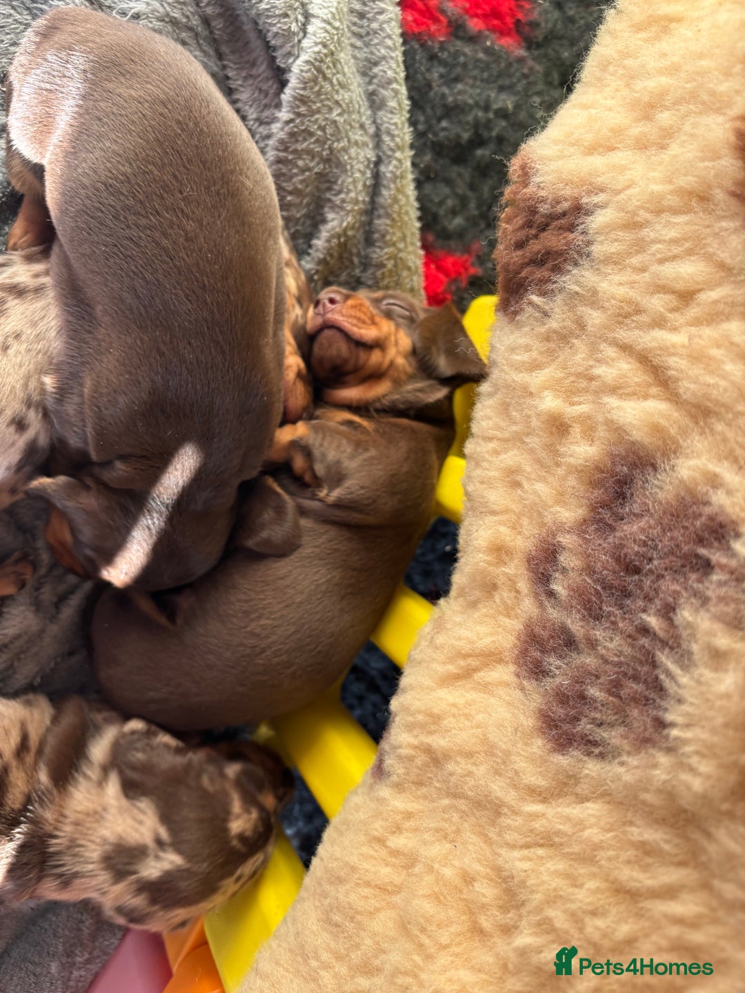 Miniature Dachshund dogs for sale: Kc miniature Dachshunds 2  girls  left  - Image 22